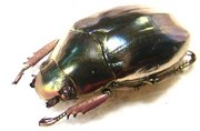CHRYSINA (Plusiotis) strasseni M