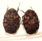 Diphrontis garnieri