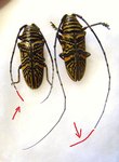 ZOGRAPHUS hieroglyphicus