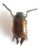 LACHNAIA sp M