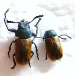 LABIDOSTOMIS taxicornis