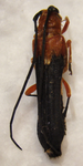 LEUCONITOCRIS gigantea