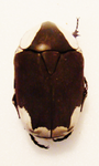 paleopragma petersi
