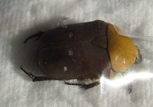 TEPHRAEA dichroa Forme n&deg;2