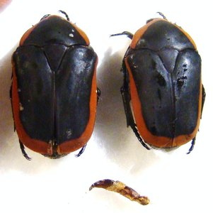 PACHNODA orphanula Var PSEUDOMARGINATA 