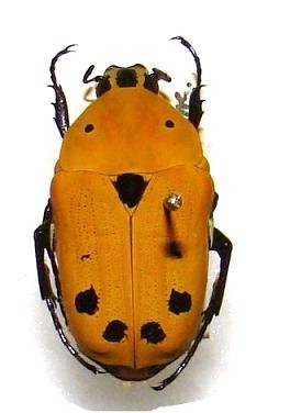 EUCHROEA auripigmenta