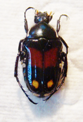 PYRRHOPODA marginicollis var.ornatissima