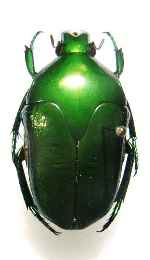 MEGAPHONIA pratti