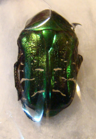 CETONIA aeratula