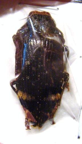 POLYBOTHRIS luczoti