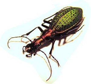 ACOPTOLABRUS constricticollis