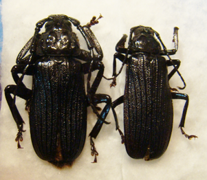 AULACOPUS reticulatus