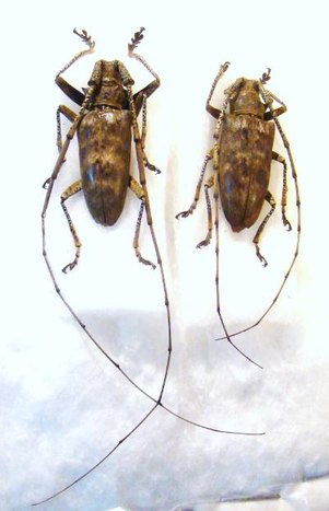 DIHAMMUS autralis