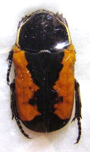PHONOTAENIA aethiopica