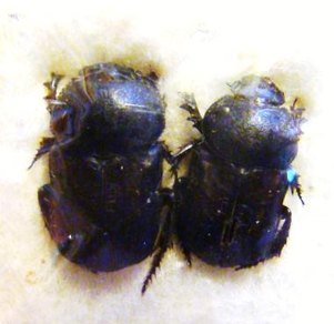 CHIRONITIS haroldi C
