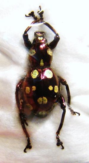 PACHRYRRHYNCHUS gemmatus purpureus