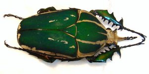 MECYNORRHINA torquata poggei