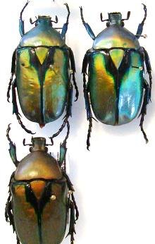 RHOMBORRHINA resplendens siamensis (golden),