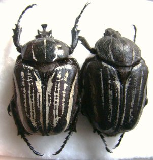 HEGEMUS vittatus 