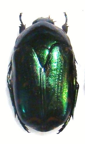 POECILOPHARIS truncatipennis