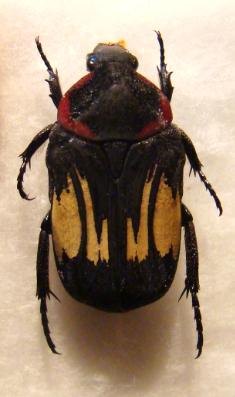 GLYCYPHANA ( Caloglycyphana) lombokiana abonarana