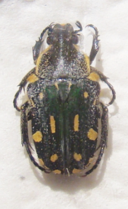 GLYCYPHANA (Glycyphana) florensis