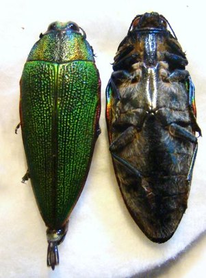 Steraspis (Pissteras) hehe n. sp.