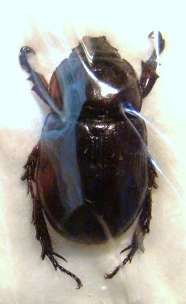 CYPHONISTES tuberculifrons M
