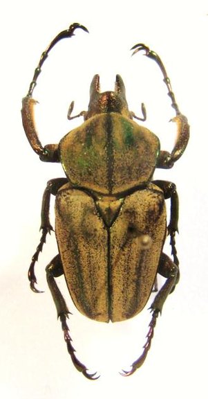 MYCTERISTES (Prigenia) squamosa,M