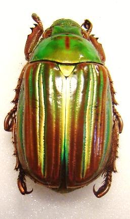 CHRYSINA adelaida