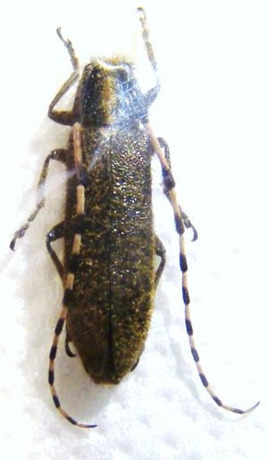 AGAPANTHIA dahli