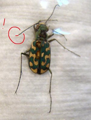 LOPHYRA flexuosa forme.i.nitens 