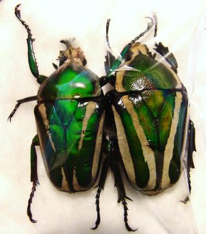 DICRONORHINA derbyana f. layardi