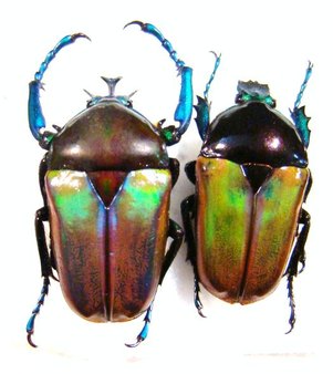 TAURHINA (Neptunides) polychrous var.marginipennis,Couple, Forme