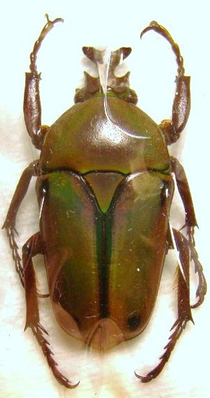 C.loricata