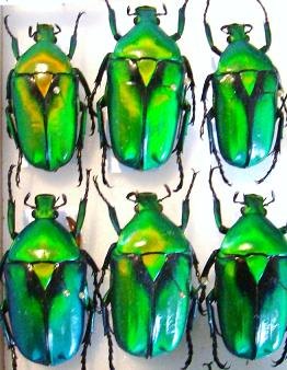 RHOMBORRHINA resplendens (f.typique),