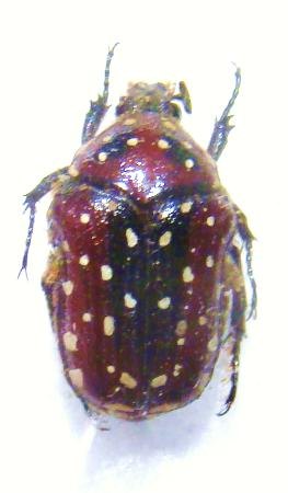CLINTEROIDES permutans