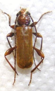 PHYMATODES testaceus