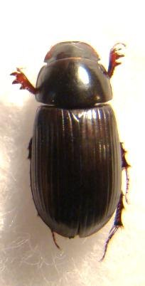 APHODIUS (Acrossus) rufipes