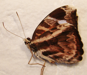EURIPHENE atossa