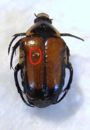 MACROMA (Campsiura) mirabilis M