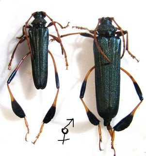 PHYLLOCNEMA gueinzi Couple