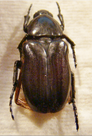 COENOCHILUS tuberculicollis