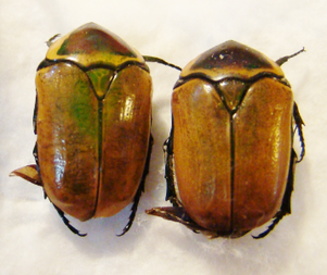 DISCHISTA cincta werneri