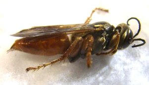 HYMENOPTERE SP