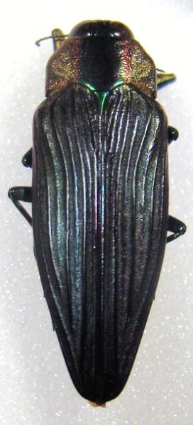 Pseudactenodes chrysotis