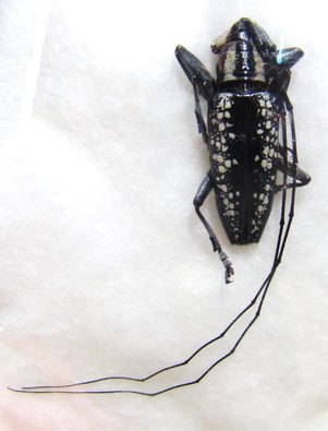 ACRIDOCEPHALA seriata M