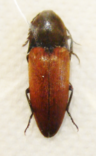 ELATER ferrugineus occitanus