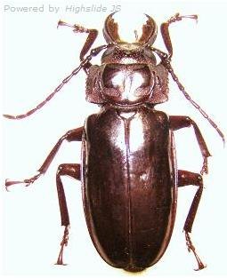 STENODONTES (Mallodon) downesi