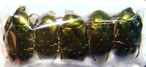 cetonia aurata